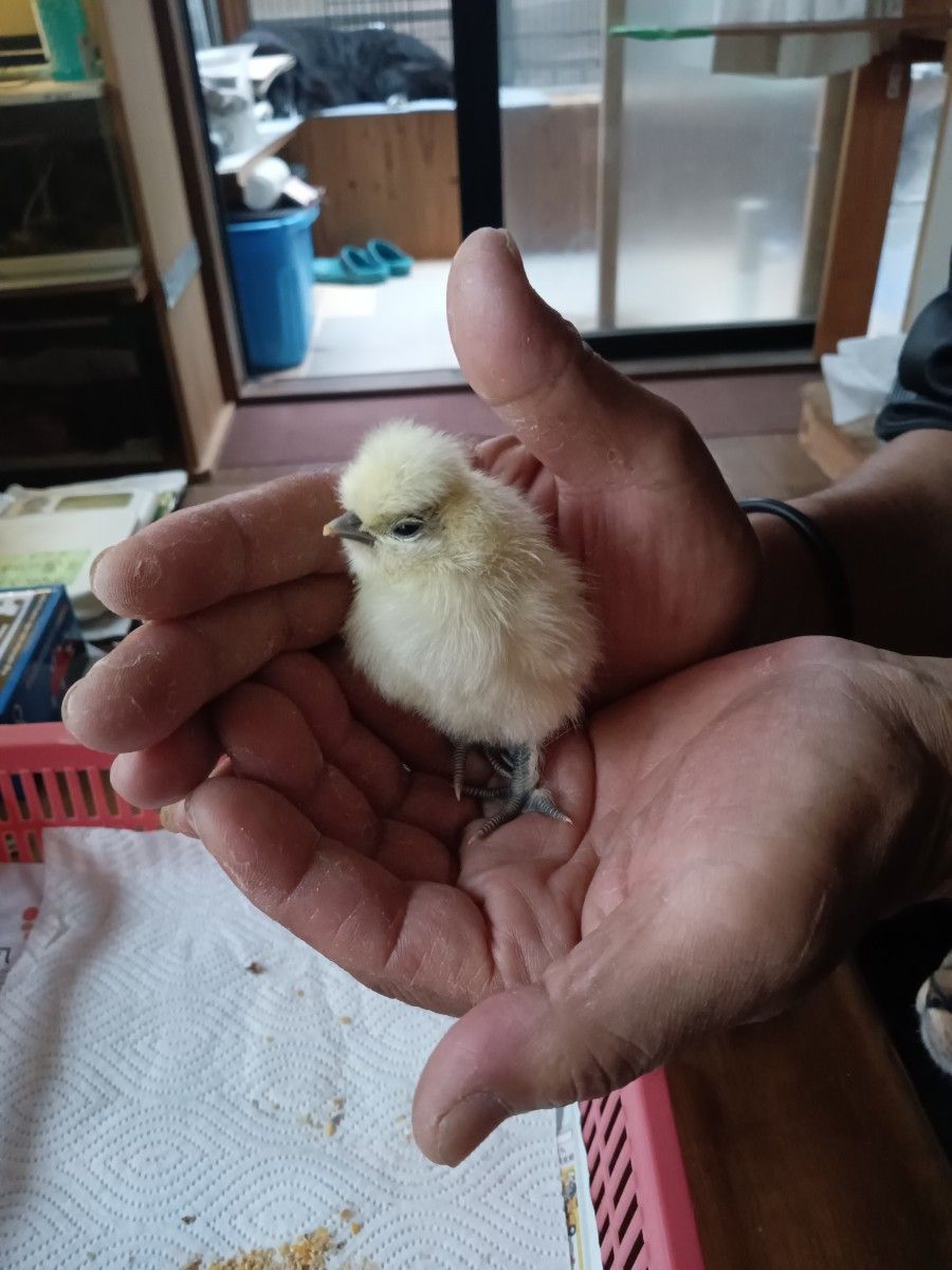 烏骨鶏卵有精卵4個＋おまけヒメウズラ卵有精卵6個付き！！ 平飼い 卵 食用 有精卵