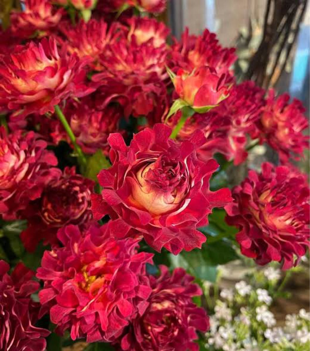 希少 切り花品種(蕾付き) 薔薇苗 挿し木苗 紅 美|Yahoo!フリマ 希少 切り花品種(蕾付き) 薔薇苗 挿し木苗 紅 美|Yahoo!フリマ