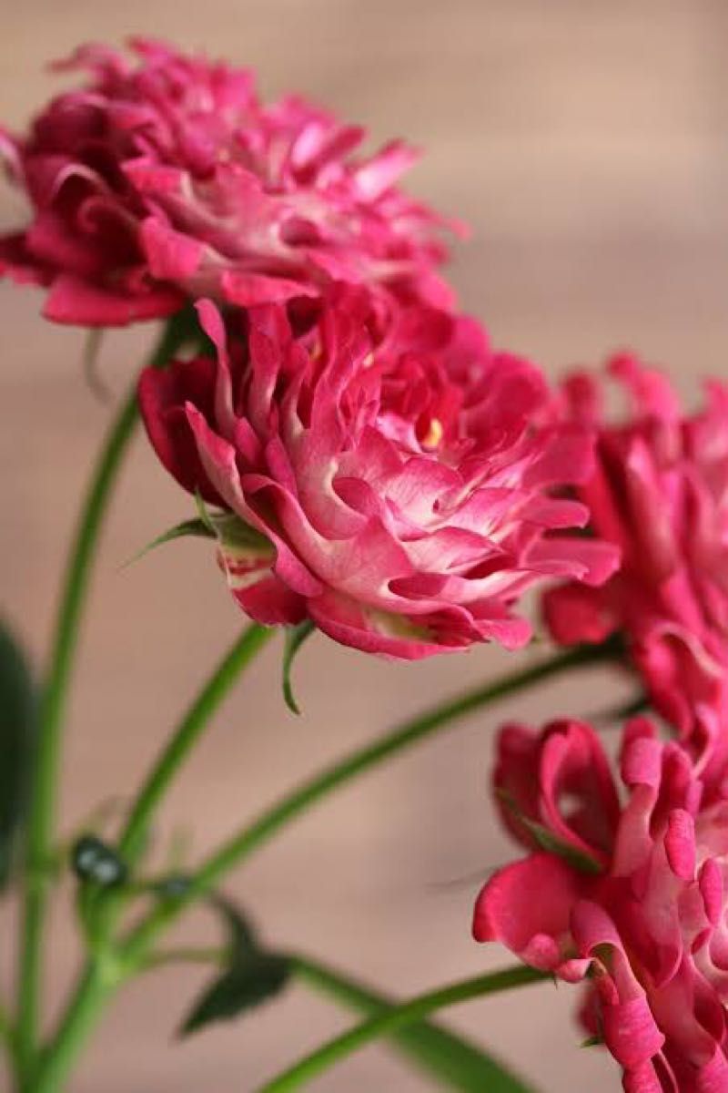 希少 切り花品種(蕾付き) 薔薇苗 挿し木苗 紅 美|Yahoo!フリマ 希少 切り花品種(蕾付き) 薔薇苗 挿し木苗 紅 美|Yahoo!フリマ