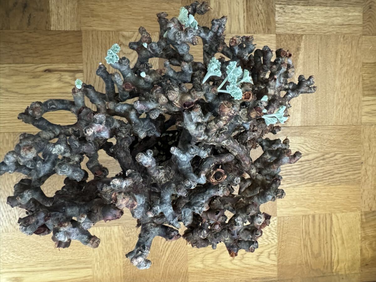 大株 ペラルゴニウム ミラビレ 発根済 mirabile 塊根植物 Pelargonium パキプス グラキリス コーデックス 良型 現地株 の画像4