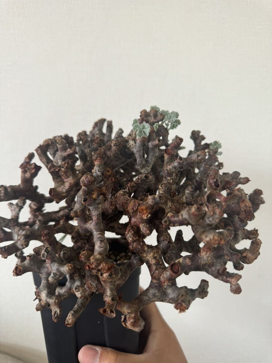 大株 ペラルゴニウム ミラビレ 発根済 mirabile 塊根植物 Pelargonium パキプス グラキリス コーデックス 良型 現地株 の画像2