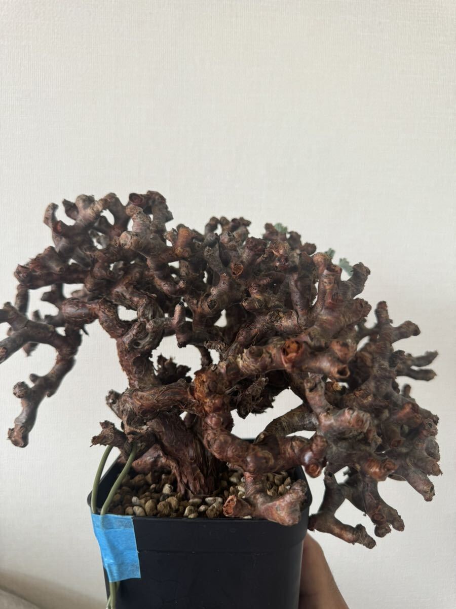 大株 ペラルゴニウム ミラビレ 発根済 mirabile 塊根植物 Pelargonium パキプス グラキリス コーデックス 良型 現地株 の画像3