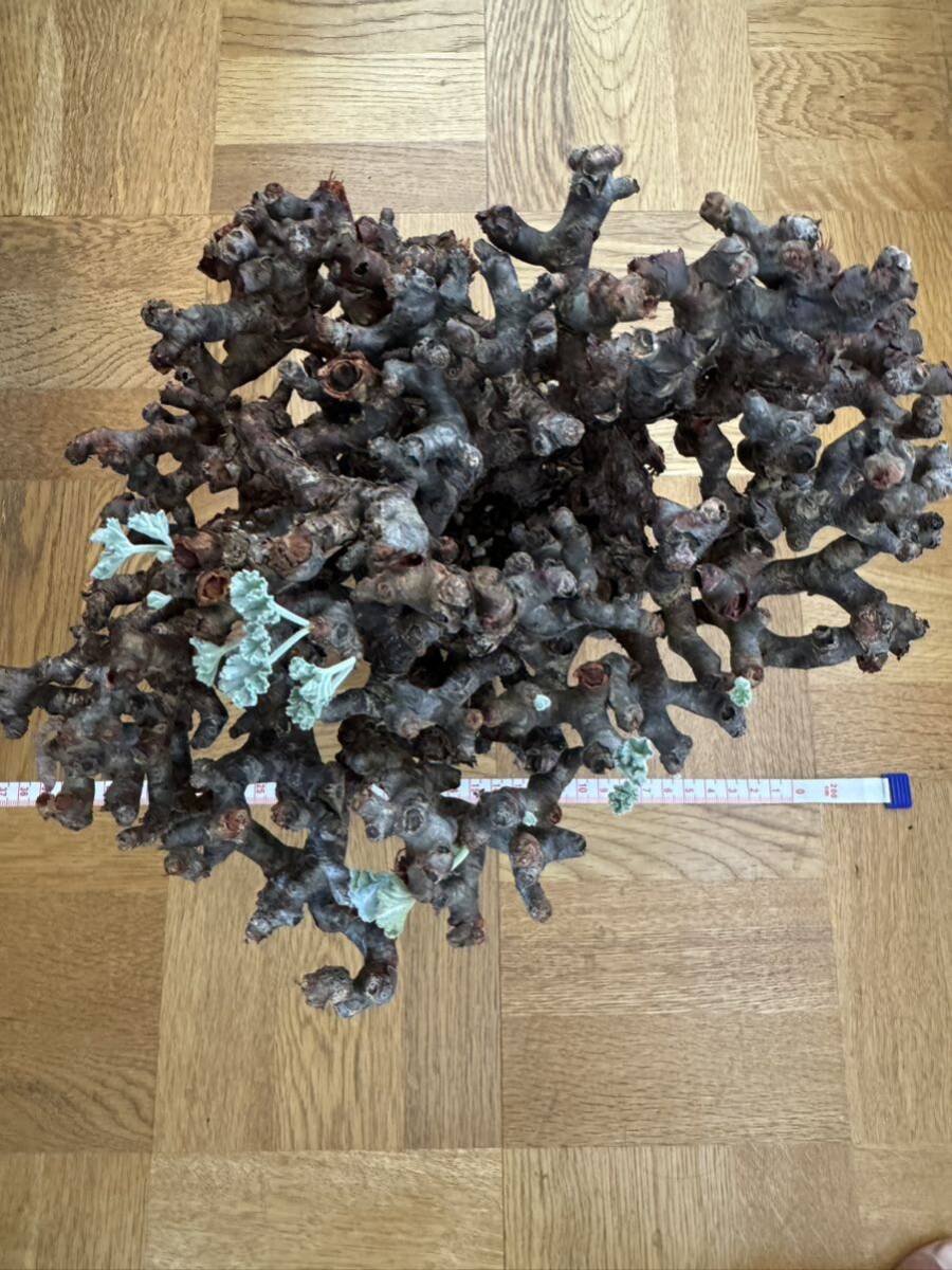 大株 ペラルゴニウム ミラビレ 発根済 mirabile 塊根植物 Pelargonium パキプス グラキリス コーデックス 良型 現地株 の画像6