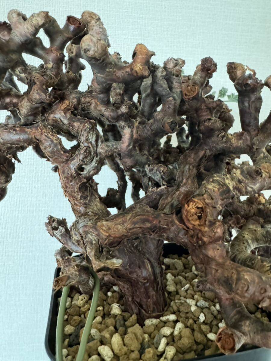 大株 ペラルゴニウム ミラビレ 発根済 mirabile 塊根植物 Pelargonium パキプス グラキリス コーデックス 良型 現地株 の画像8