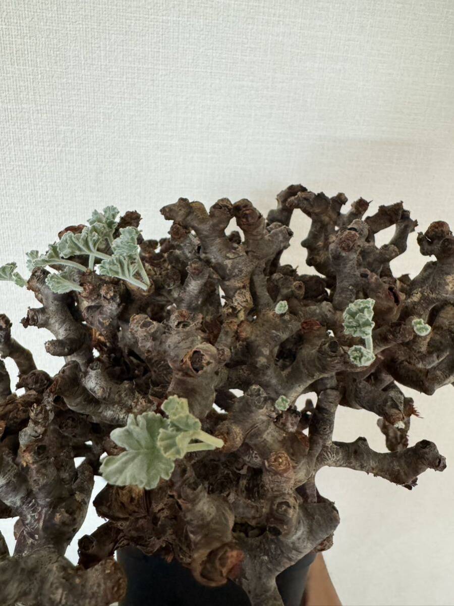 大株 ペラルゴニウム ミラビレ 発根済 mirabile 塊根植物 Pelargonium パキプス グラキリス コーデックス 良型 現地株 の画像9