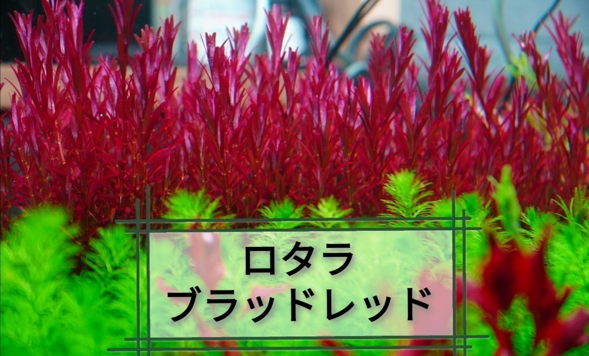 8種水草セット グリーンロタラ sphra エキノドルステネルス ミリオフィラムガイアナドワーフ マクランドラ ブラッドレッドの画像8