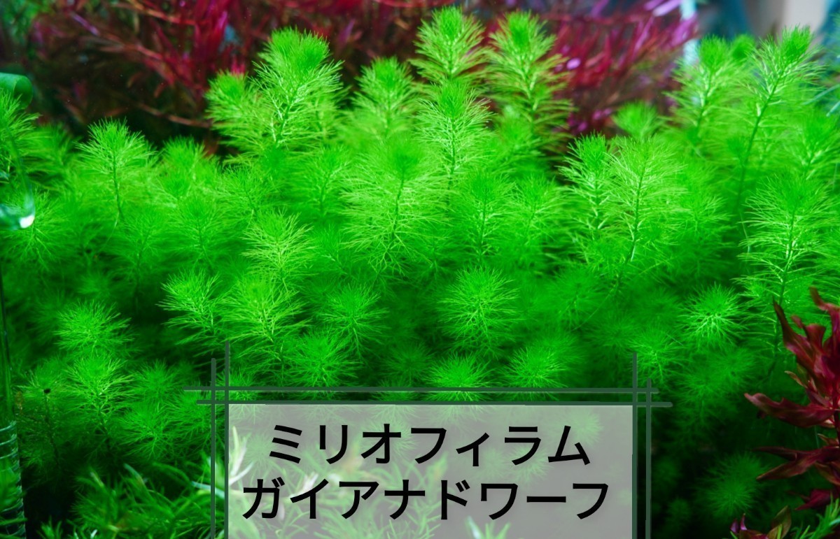 5種 水草セット　グリーンロタラ　sp hra 　　ロタラマクランドラ　ミリオフィラムガイアナドワーフ