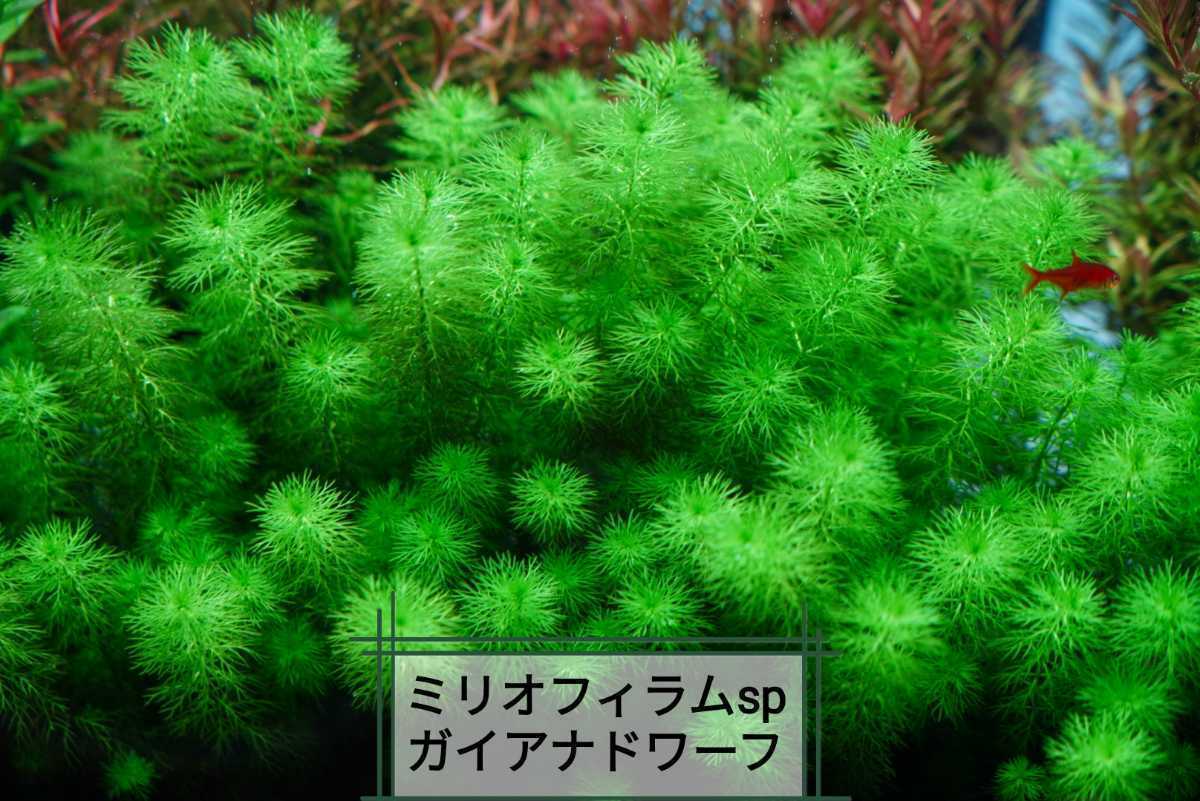 8種水草セット グリーンロタラ sphra エキノドルステネルス ミリオフィラムガイアナドワーフ マクランドラ ブラッドレッドの画像6