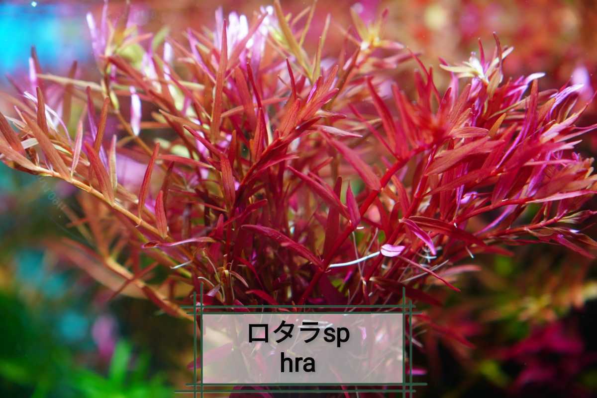 5種 水草セット グリーンロタラ sp hra   ロタラマクランドラ ミリオフィラムガイアナドワーフの画像3
