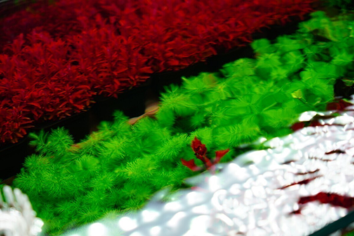 2種10本水草セット　水中葉　ロタラマクランドラ　ルドウィジアスーパーレッド　_画像3
