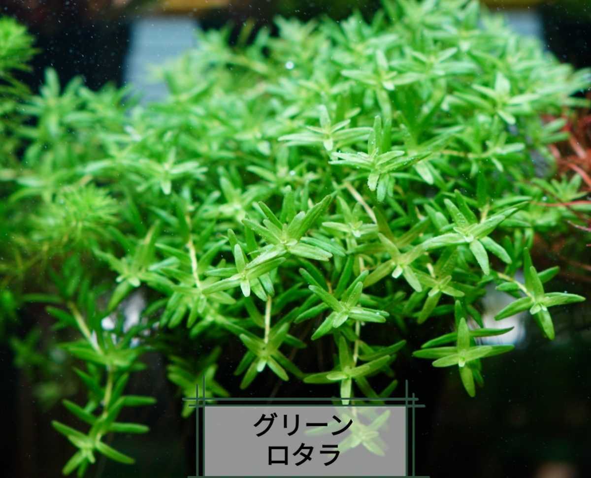 8種水草セット グリーンロタラ sphra エキノドルステネルス ミリオフィラムガイアナドワーフ マクランドラ ブラッドレッドの画像3