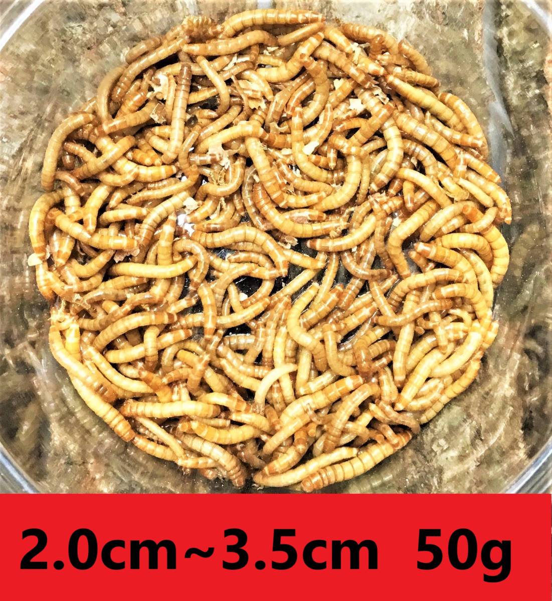 ★ミルワーム ５０ｇ★ 送料無料！！2cm～3.5cmサイズの画像1