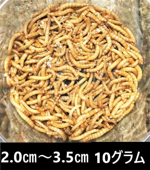 ★ミルワーム １０ｇ★ 送料無料！！2cm～3.5cmサイズの画像1