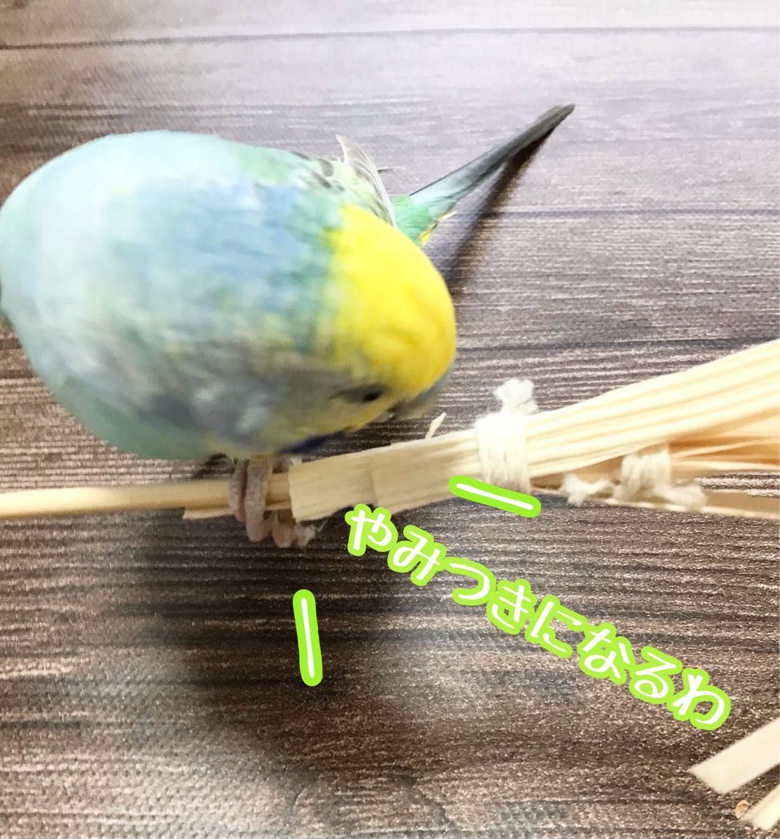 ひのきとトウモロコシのパリパリほうき★インコや文鳥の小鳥のハンドメイドおもちゃ　バードトイ　フォージング