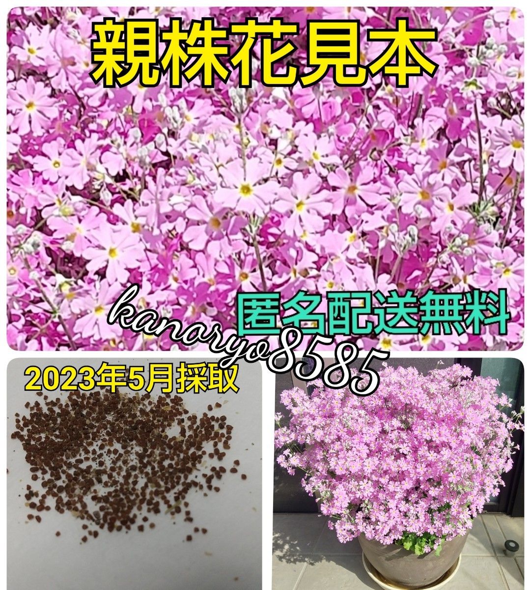 桜草 さくら草 さくらそう サクラソウ 種 タネ たね ピンク 秋・春蒔き 可愛い花 プランター 花壇 寄せ植え ガーデニング 