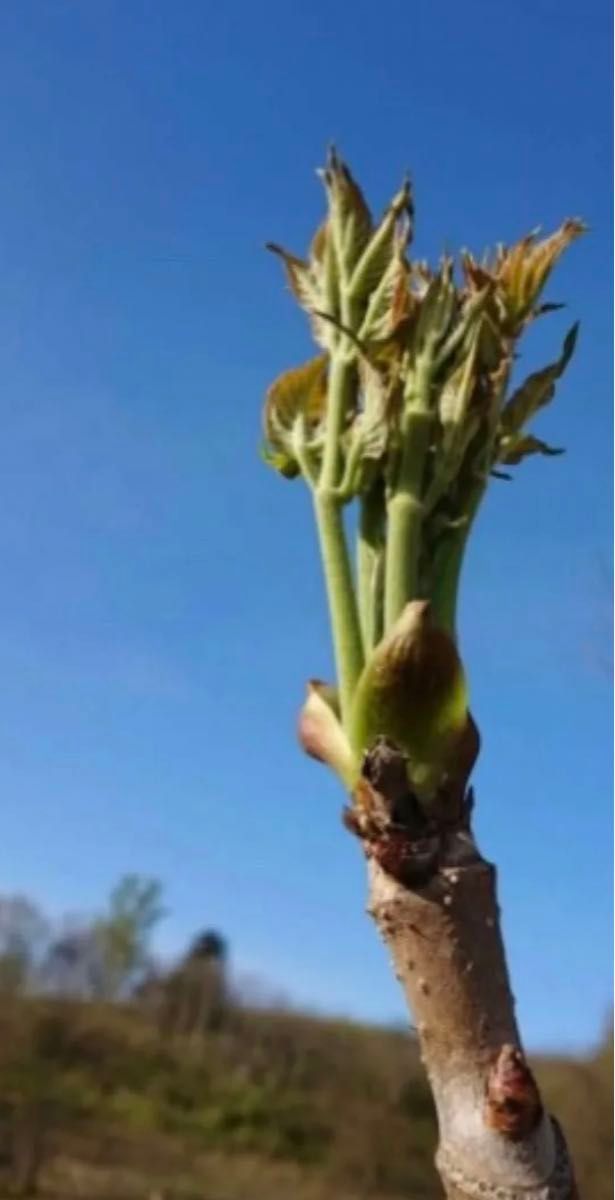 本日　限定　セール　値下げタラの芽　山菜の王様　旬　200グラム 採れたて　発送