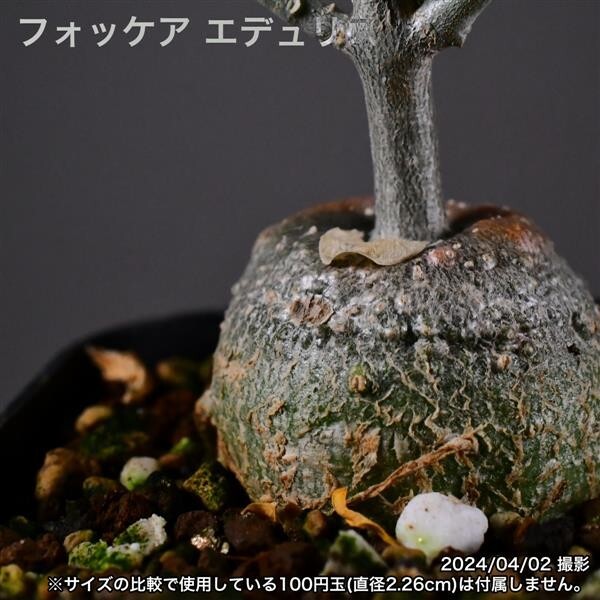 2Y9 実生 火星人 フォッケア エデュリス コーデックス 塊根植物_画像6