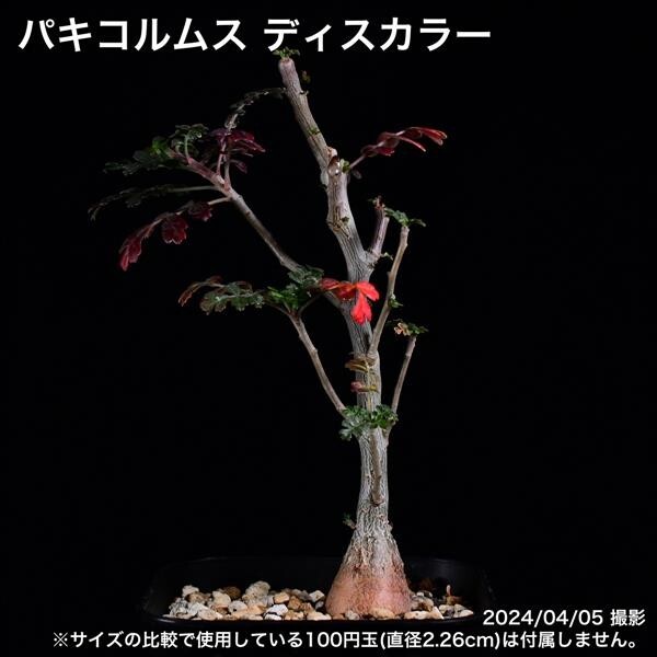 2Z4 実生 象の木 パキコルムス ディスカラー コーデックス 塊根植物_画像2