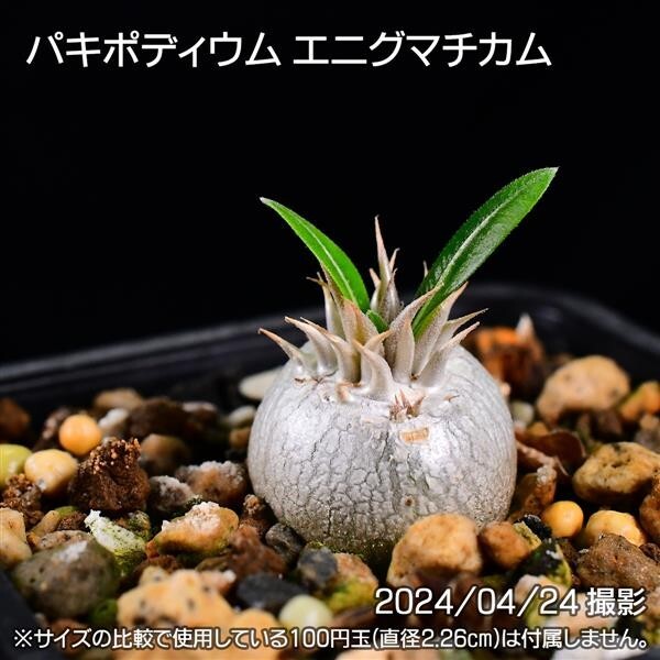 34A 実生 パキポディウム エニグマチカム コーデックス 塊根植物_画像1