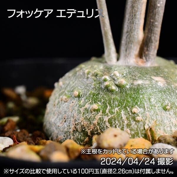 347 実生 火星人 フォッケア エデュリス コーデックス 塊根植物_画像6