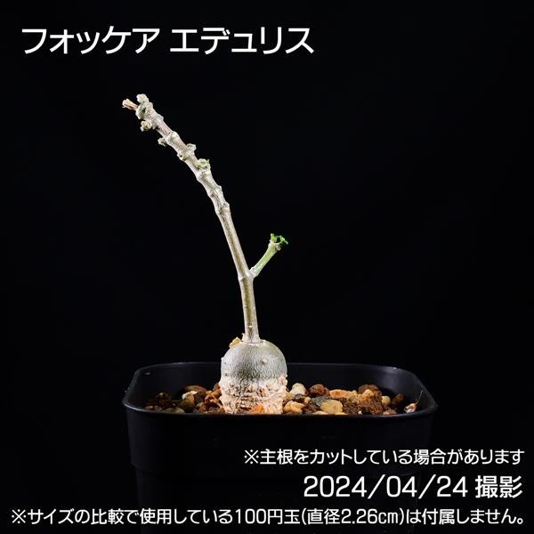 345 実生 火星人 フォッケア エデュリス コーデックス 塊根植物_画像4