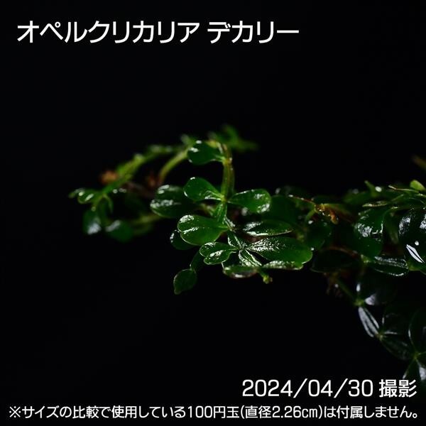 358 実生 オペルクリカリア デカリー コーデックス 塊根植物_画像7