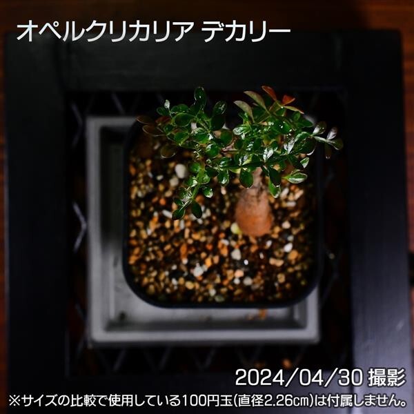 355 実生 オペルクリカリア デカリー コーデックス 塊根植物_画像8