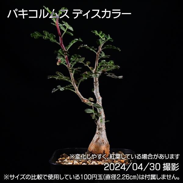 354 実生 象の木 パキコルムス ディスカラー コーデックス 塊根植物_画像4