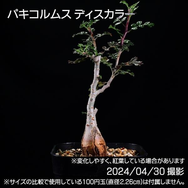 354 実生 象の木 パキコルムス ディスカラー コーデックス 塊根植物_画像2