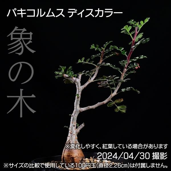 354 実生 象の木 パキコルムス ディスカラー コーデックス 塊根植物_画像1