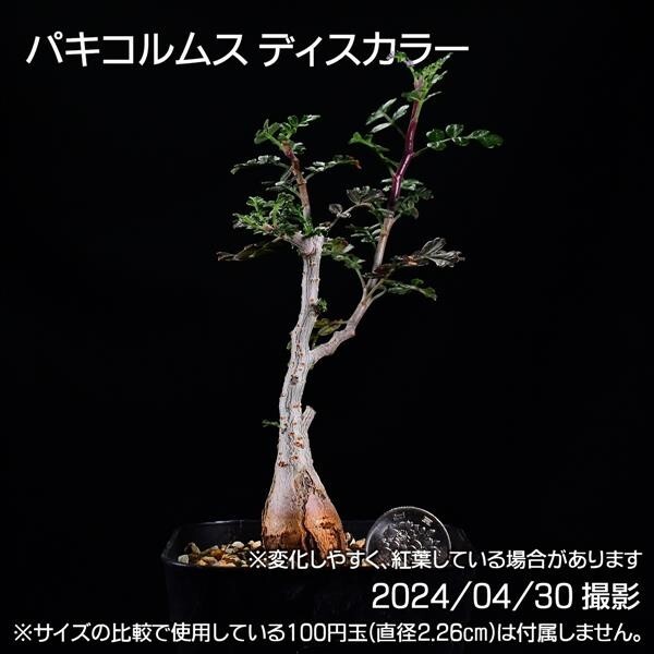 354 実生 象の木 パキコルムス ディスカラー コーデックス 塊根植物_画像9