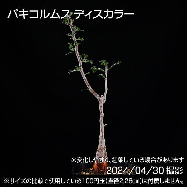 352 実生 象の木 パキコルムス ディスカラー コーデックス 塊根植物_画像4
