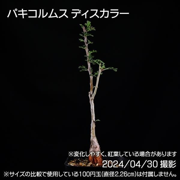 352 実生 象の木 パキコルムス ディスカラー コーデックス 塊根植物_画像5