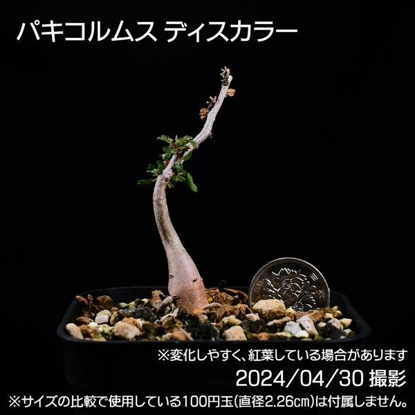 351 実生 象の木 パキコルムス ディスカラー コーデックス 塊根植物_画像9