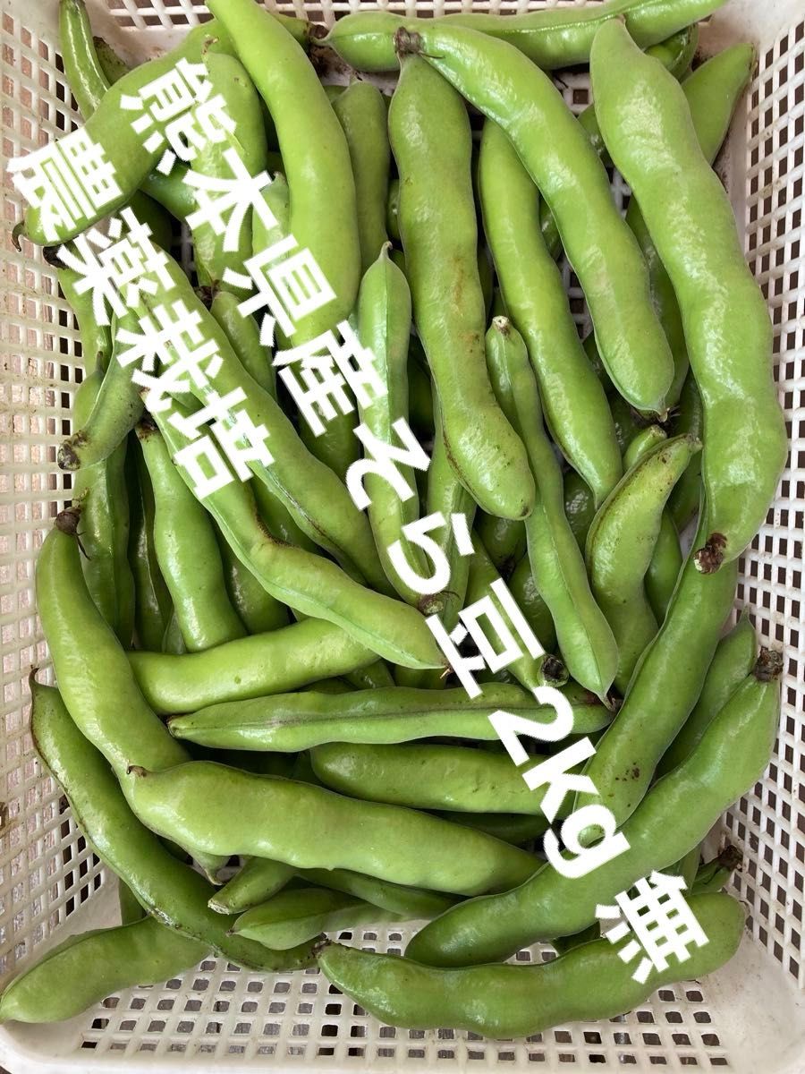 【取り立て.特価】熊本県産そら豆2kg 無農薬栽培
