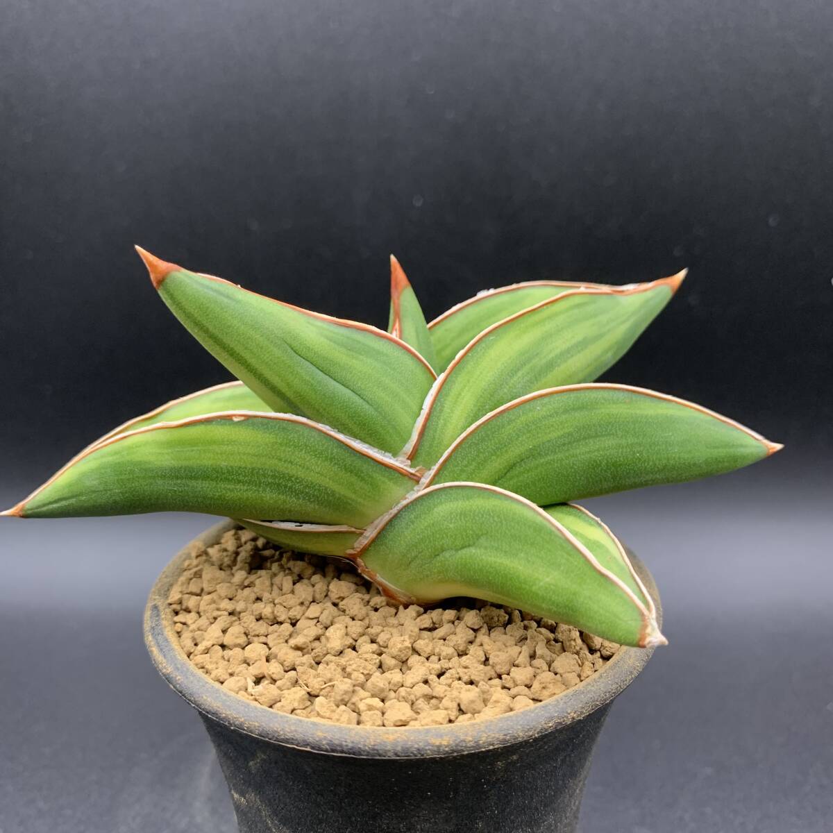 03【希少】多肉植物 サンスベリア サムライ ドワーフ錦 Sansevieria Samurai Dwarf Variegated 鮮明黄斑 選抜極上株 美苗の画像1