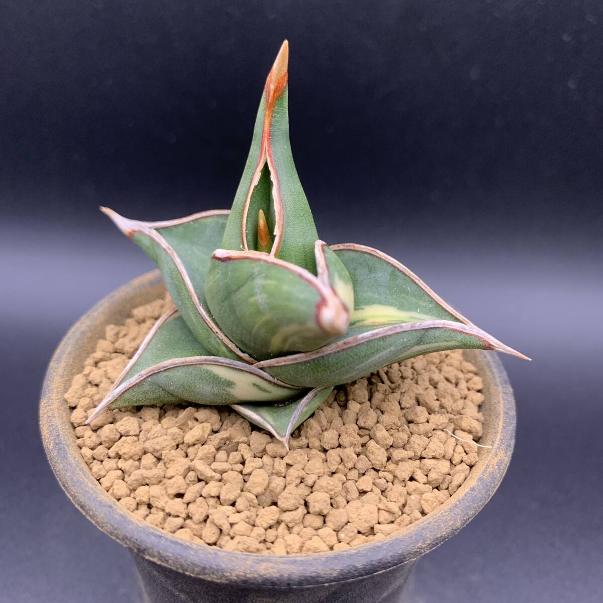 02【激レア】多肉植物 サンスベリア ロリダ 斑入 Sansevieria Rorida Variegated 鮮明斑 選抜極上株_画像2