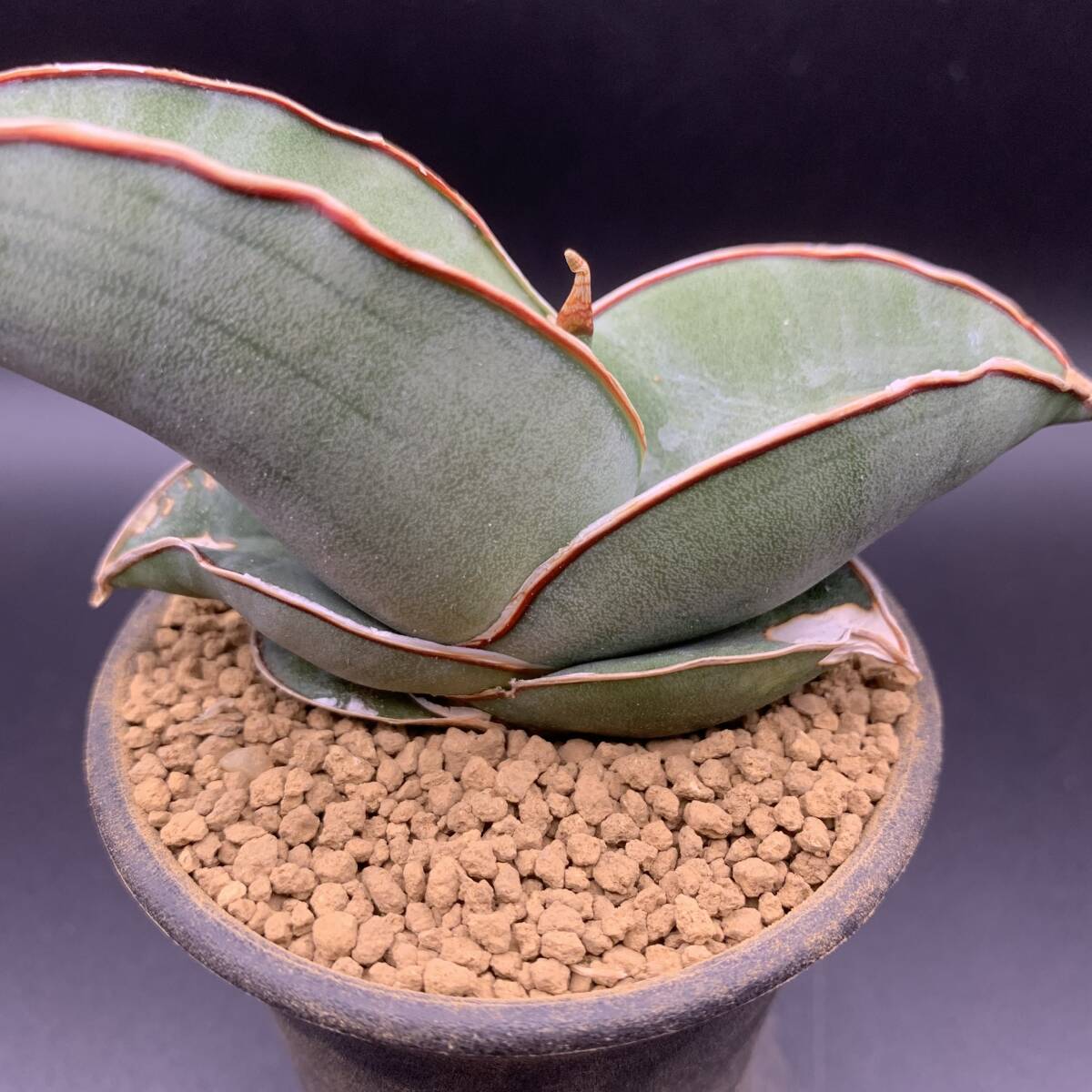 04【大人気】多肉植物 サンスベリア バナナ Sansevieria Banana 選抜極上株_画像2