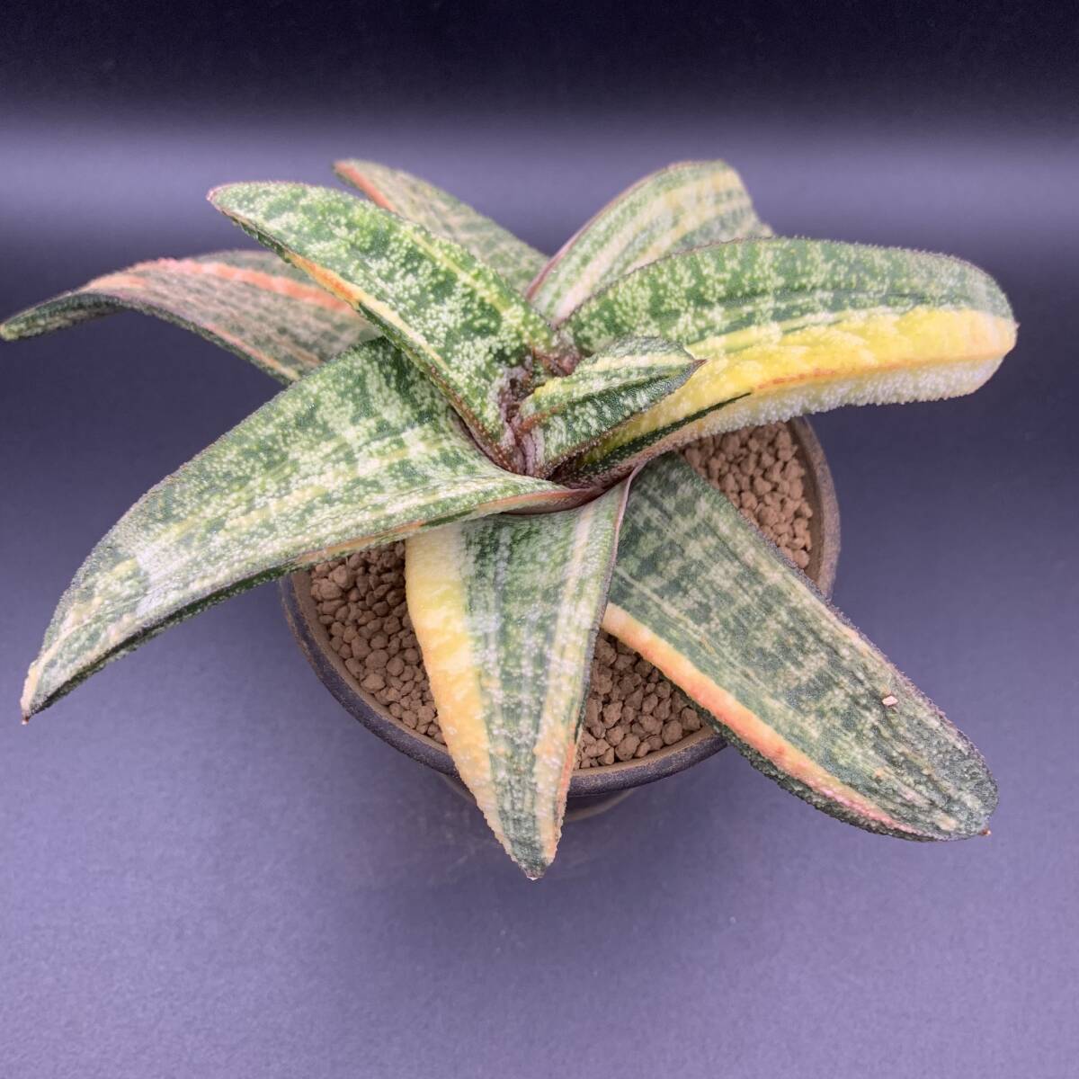 01【新入荷】多肉植物 ガステリア バテシアーナ 斑入り 春鶯囀錦 Gasteria Batesiana variegated 鮮明斑 選抜極上株 大株の画像2