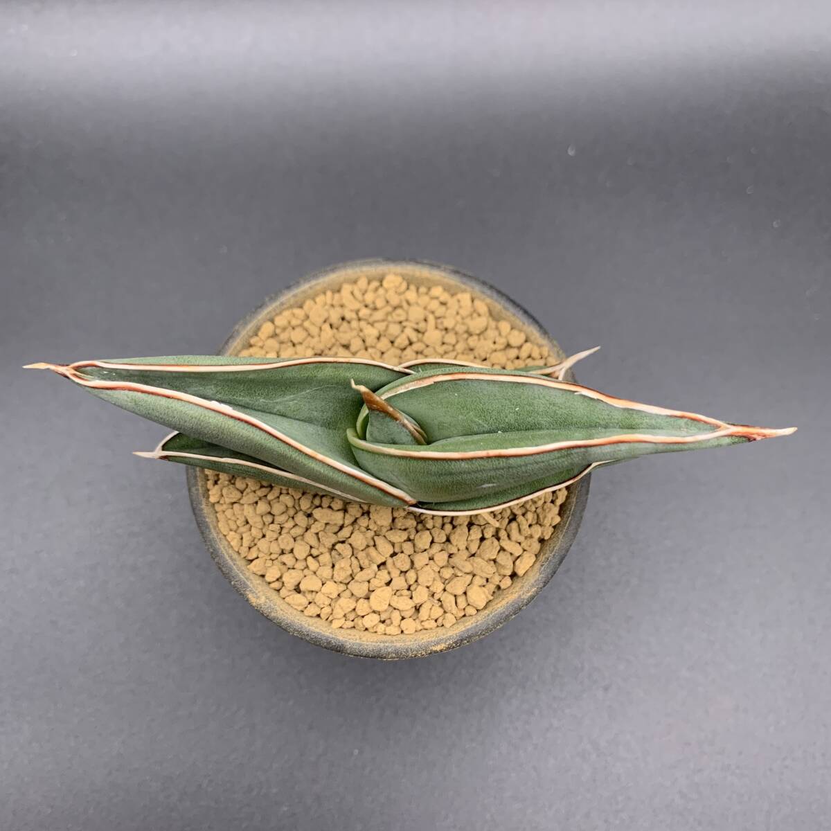 03【大人気】多肉植物 サンスベリア ロリダ Sansevieria Rorida 選抜上株 美苗_画像5