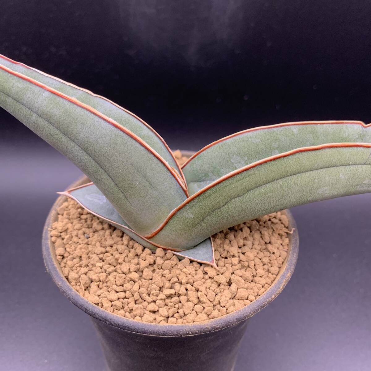 01【有形種】多肉植物 サンスベリア バナナ ロング Sansevieria Banana Long 選抜極上株 長葉_画像2