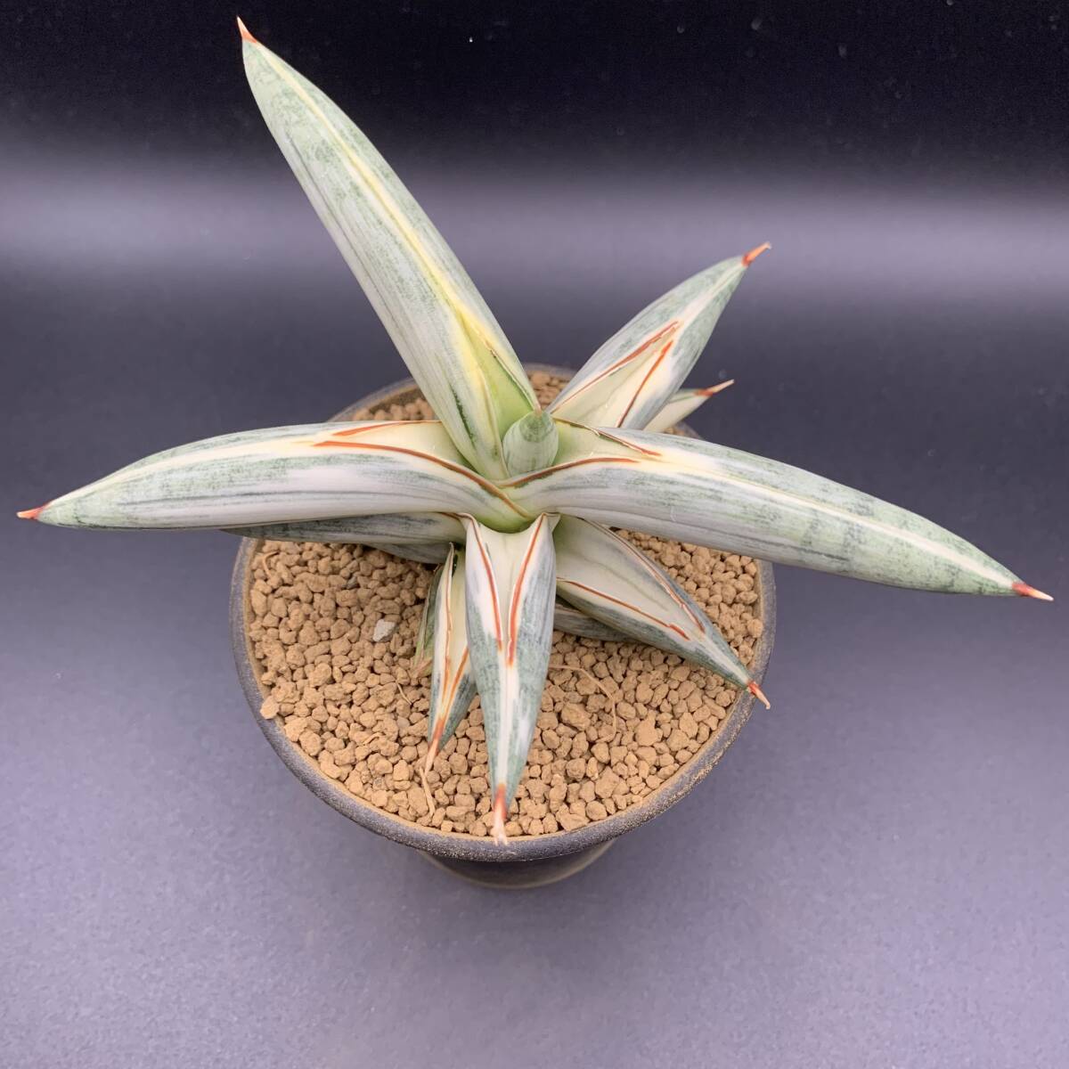 01【超美苗】多肉植物 サンセベリア ブルークローン白斑 Sansevieria Blue Clone White variegated 鮮明斑入 選抜極上株_画像3