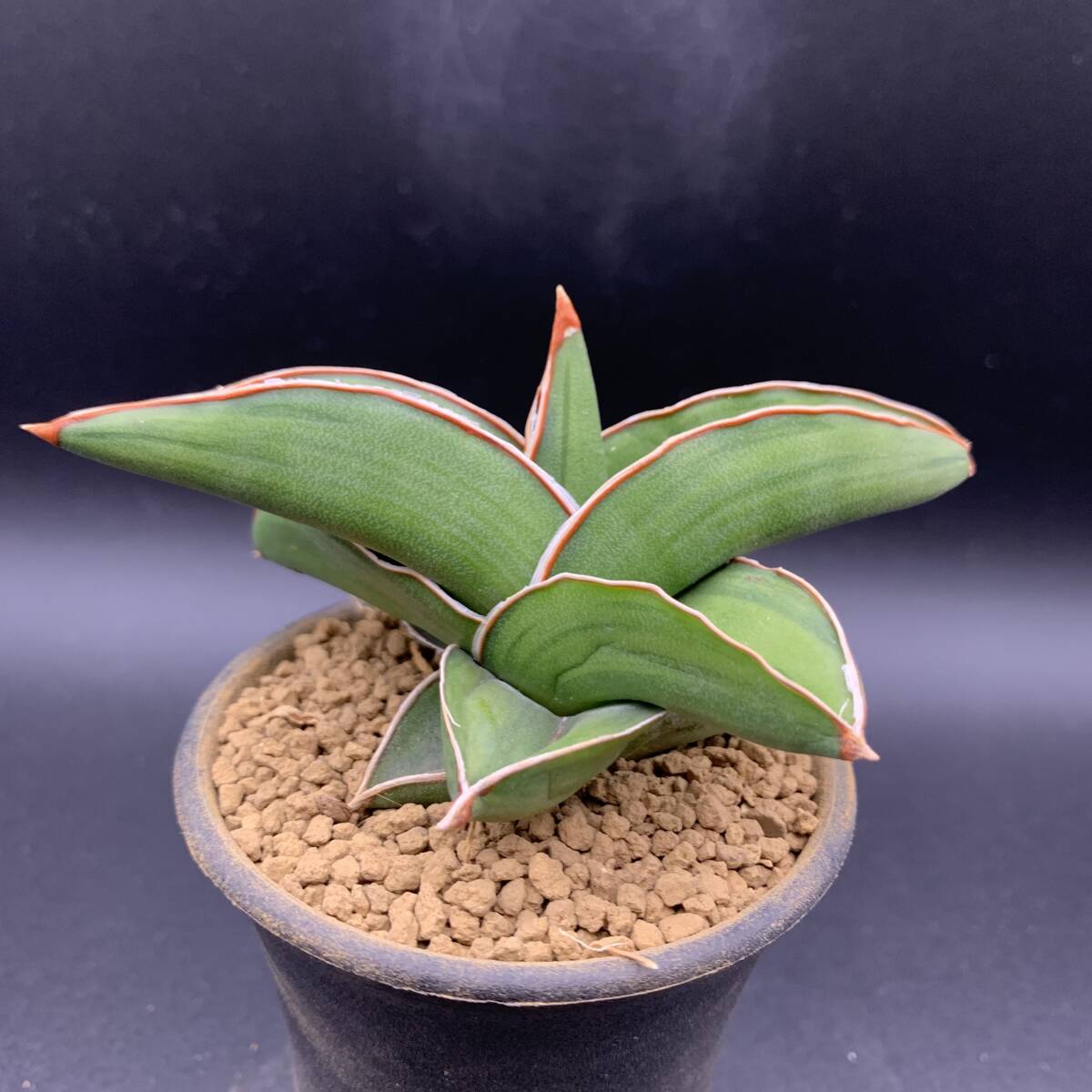 01【希少】多肉植物 サンスベリア サムライ ドワーフ錦 Sansevieria Samurai Dwarf Variegated 鮮明黄斑 選抜極上株 美苗_画像5