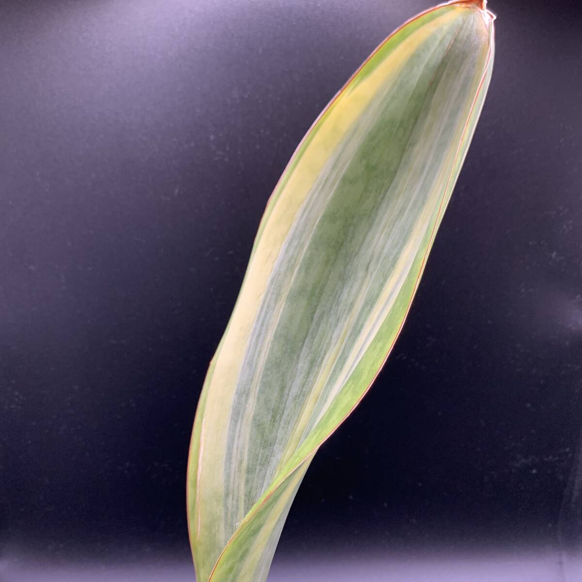 02【再入荷】多肉植物 サンスベリア マッソニアーナ ホワイト 斑入 Sansevieria Masoniana White variegata 白斑 選抜極上斑_画像6