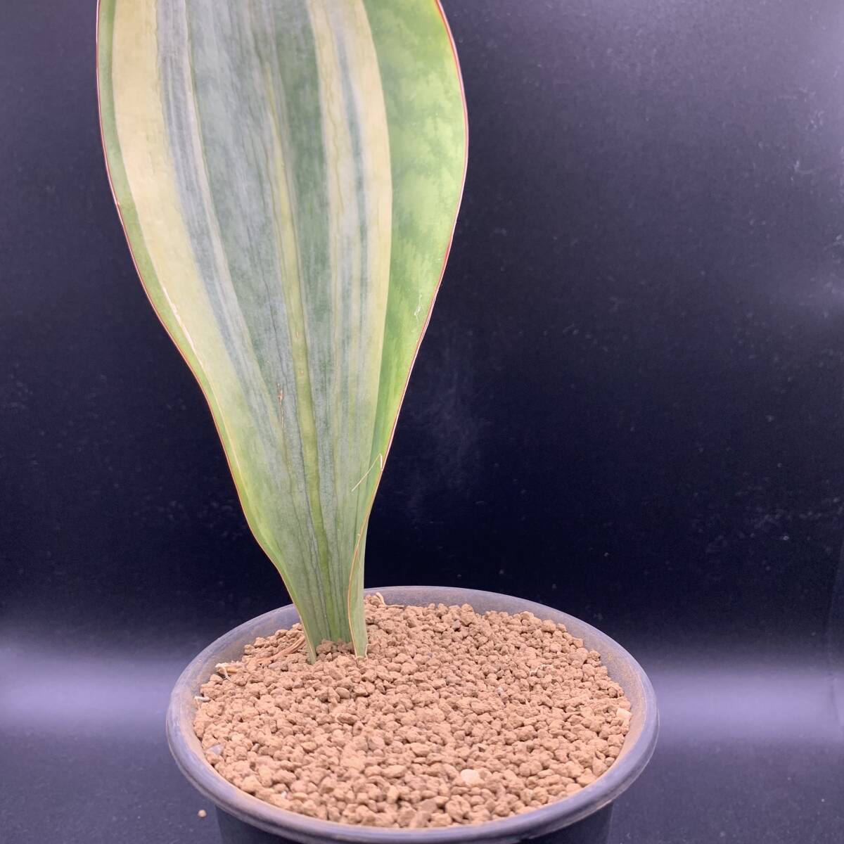 02【再入荷】多肉植物 サンスベリア マッソニアーナ ホワイト 斑入 Sansevieria Masoniana White variegata 白斑 選抜極上斑_画像2