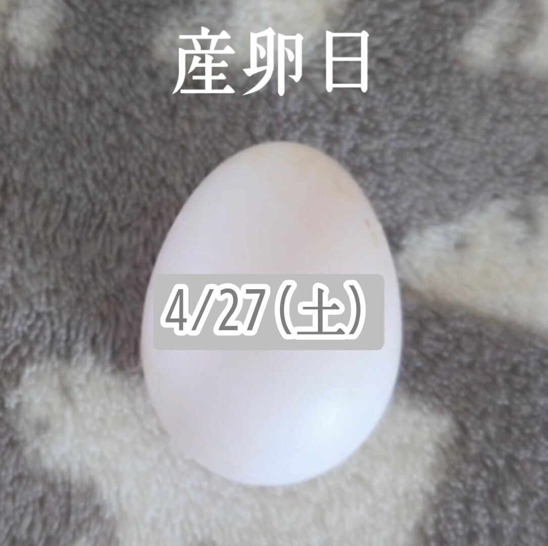 メンフクロウの卵 食用 有精卵・1個の画像4