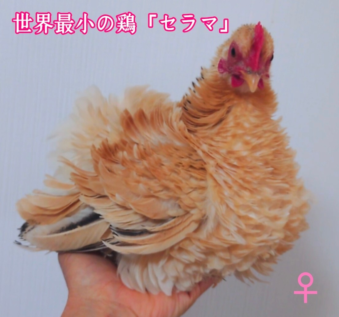 世界最小の鶏「セラマ」食用有精卵 (3個)_画像1