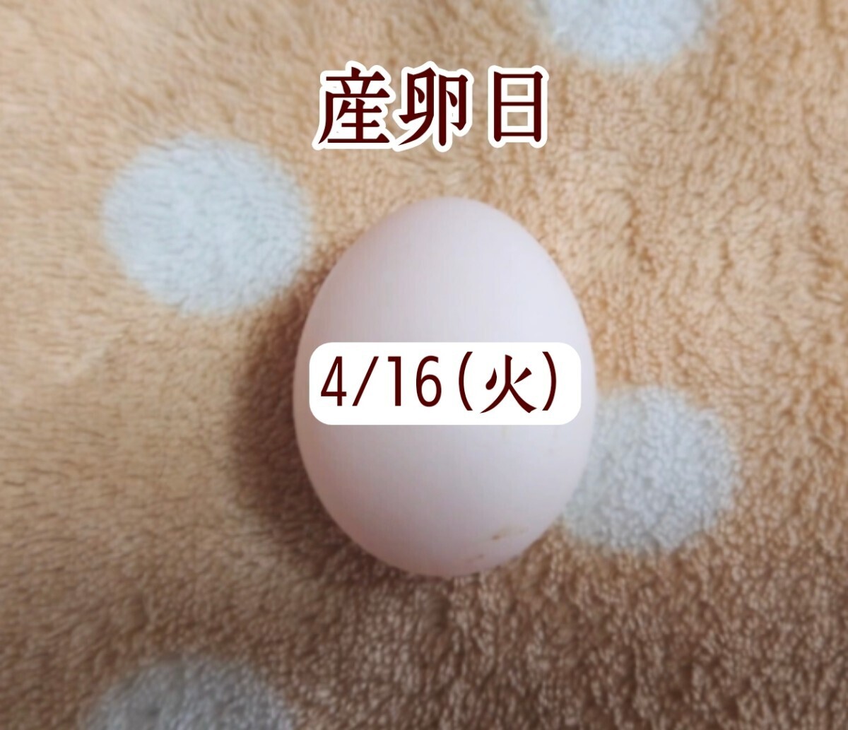  men owl. egg meal for have . egg *1 piece 