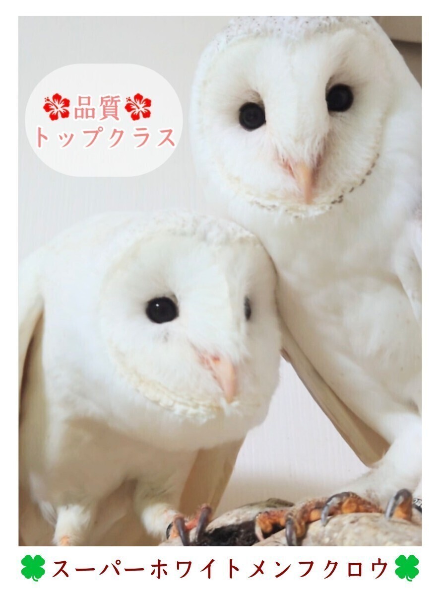 { quality top Class } super white men owl * meal for have . egg 1 piece 