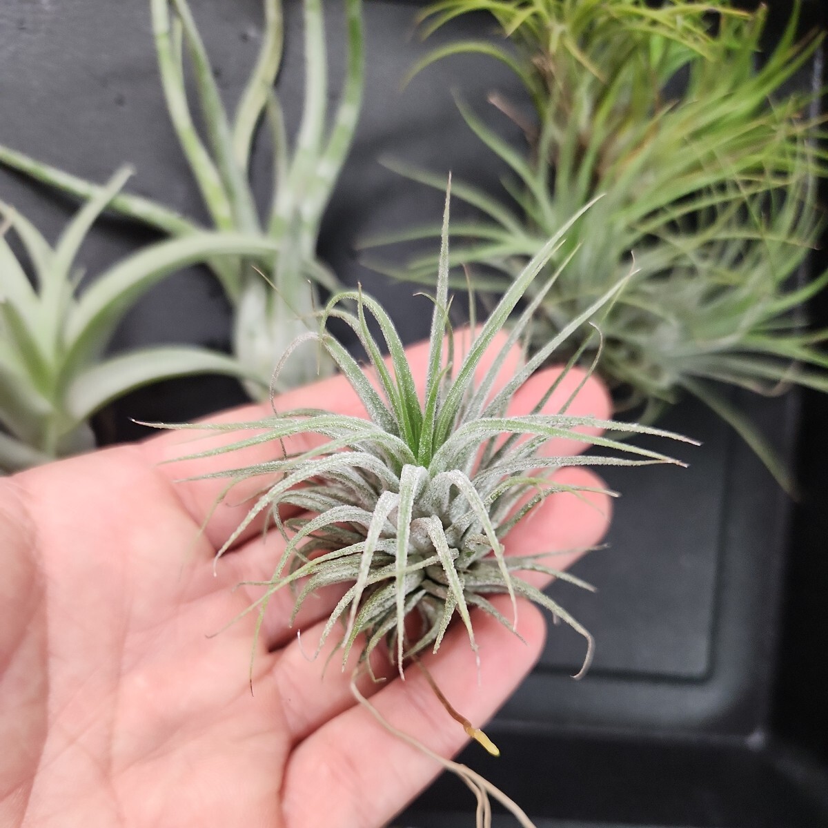 チランジア☆人気4種セット！② Tillandsia エアプランツの画像2